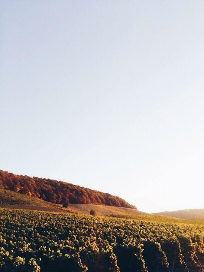 Weingut Gaestehaus Weigand Iphofen Exteriér fotografie