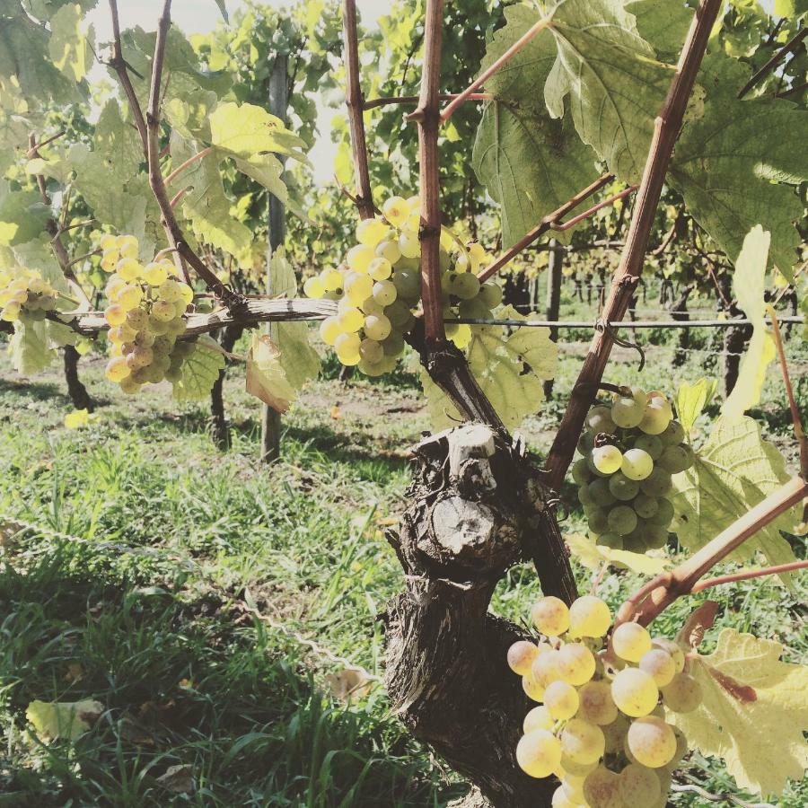 Weingut Gaestehaus Weigand Iphofen Exteriér fotografie
